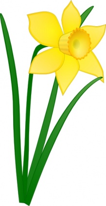 daffodil clip art 51867